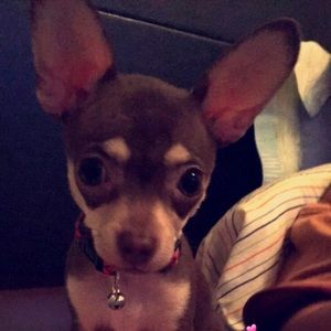 Meet your Posher, Diana